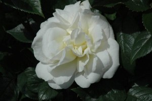 SUGAR MOON (hybrid tea)
